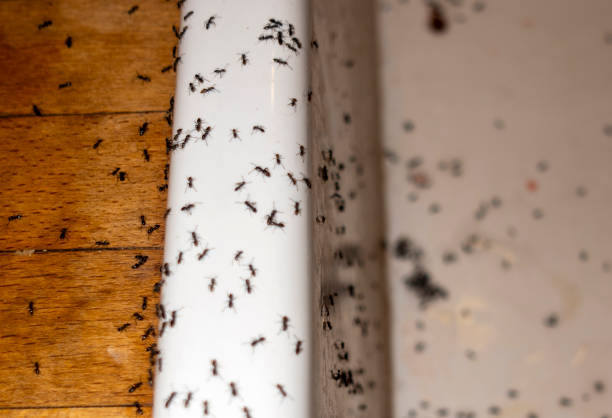 Best Bed Bug Extermination  in Double Oak, TX