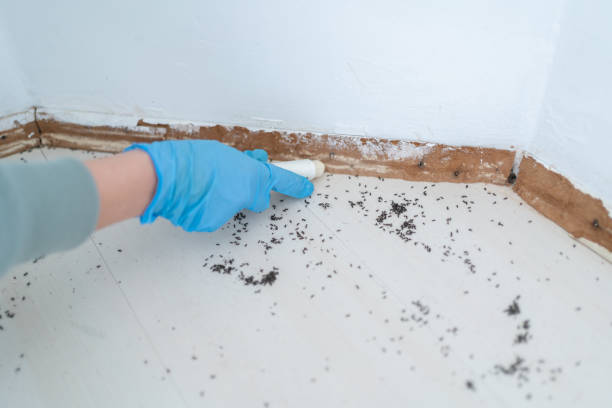 Best Rodent Control Near Me  in Double Oak, TX